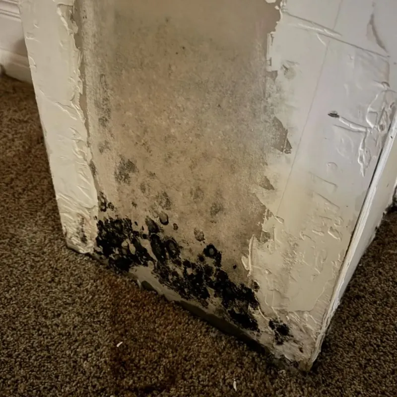 Professional Mold Removal in Medicine Lodge, KS